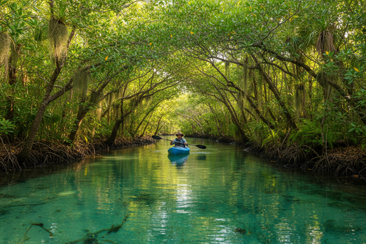 mangrove kayak tours through sarasota florida riverways